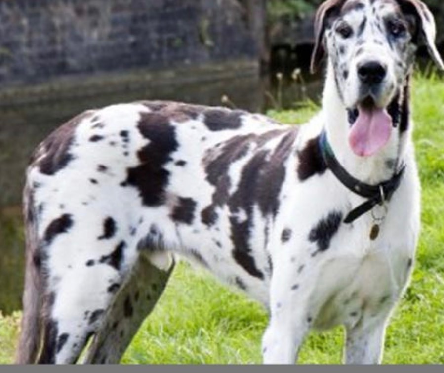 A collared dog in a petstore, gazing at the products in display