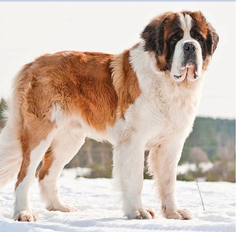A dog in a vibrant harness stands on a sidewalk, looking curiously at its surroundings.